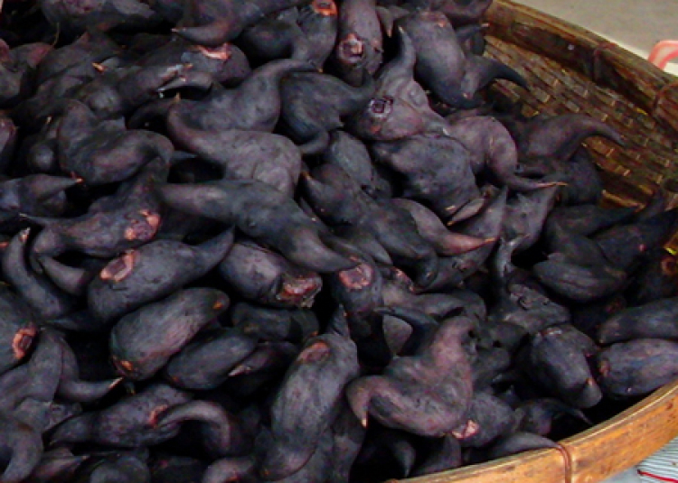 Miệt vườn