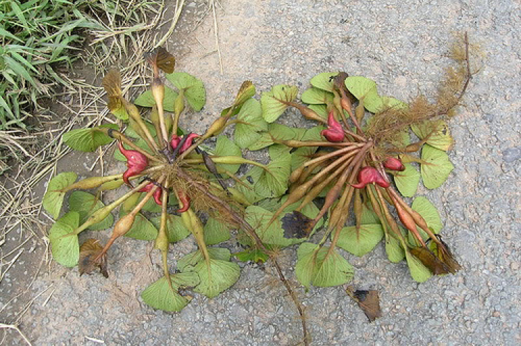 Miệt vườn