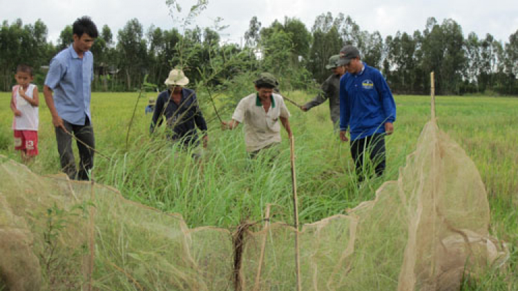 Miệt vườn