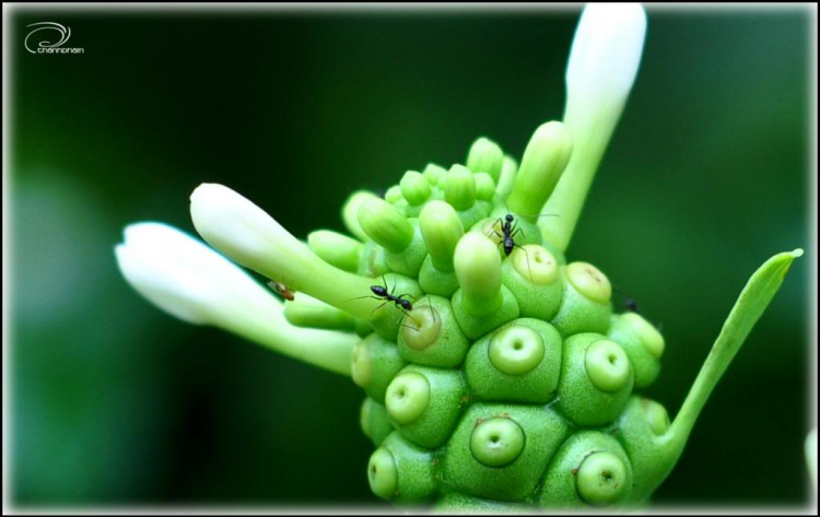 GÓc ảnh XNL: Hoa cỏ, macro GÓc ảnh XNL: Hoa cỏ, macro