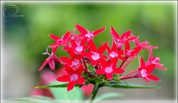 GÓc ảnh XNL: Hoa cỏ, macro GÓc ảnh XNL: Hoa cỏ, macro