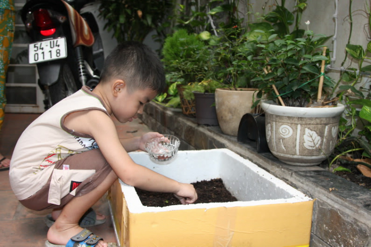 Tư vấn giùm em : trồng rau sạch Tư vấn giùm em : trồng rau sạch