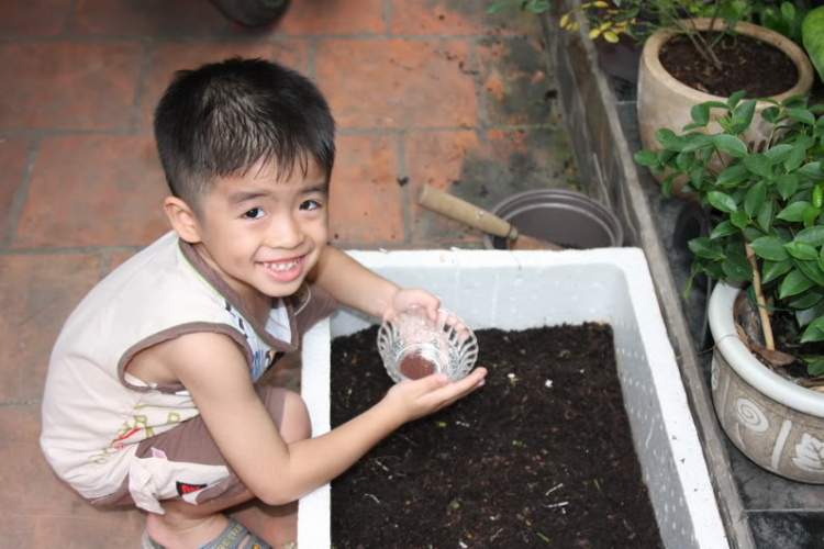 Tư vấn giùm em : trồng rau sạch Tư vấn giùm em : trồng rau sạch