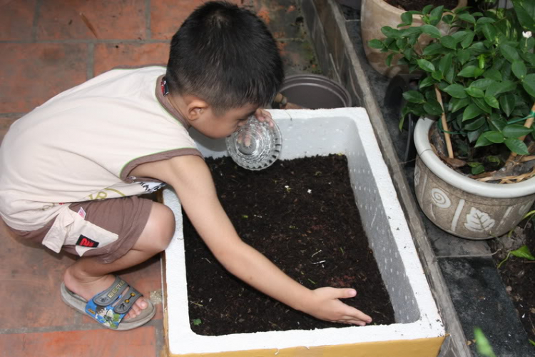 Tư vấn giùm em : trồng rau sạch Tư vấn giùm em : trồng rau sạch