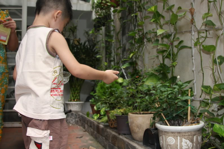 Tư vấn giùm em : trồng rau sạch Tư vấn giùm em : trồng rau sạch