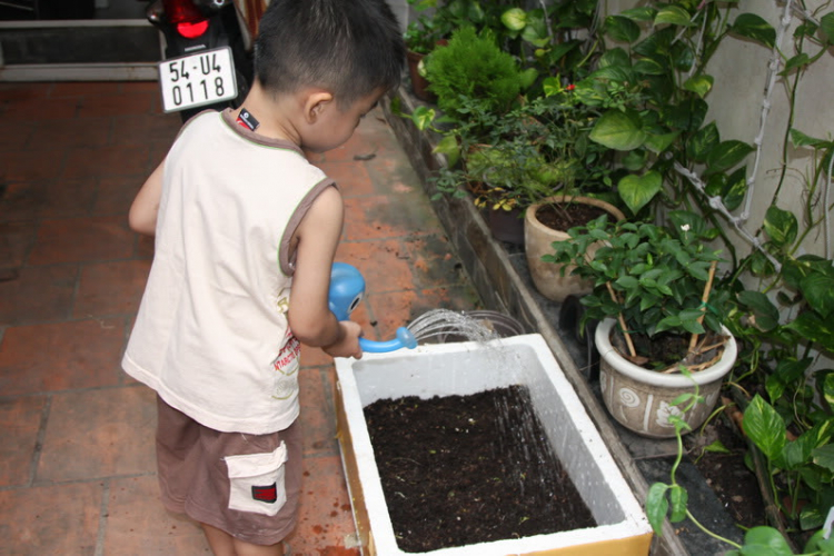 Tư vấn giùm em : trồng rau sạch Tư vấn giùm em : trồng rau sạch