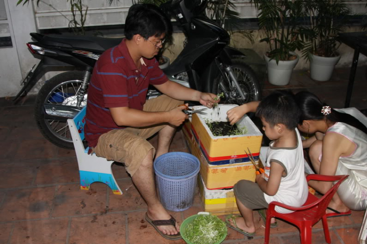 Tư vấn giùm em : trồng rau sạch Tư vấn giùm em : trồng rau sạch