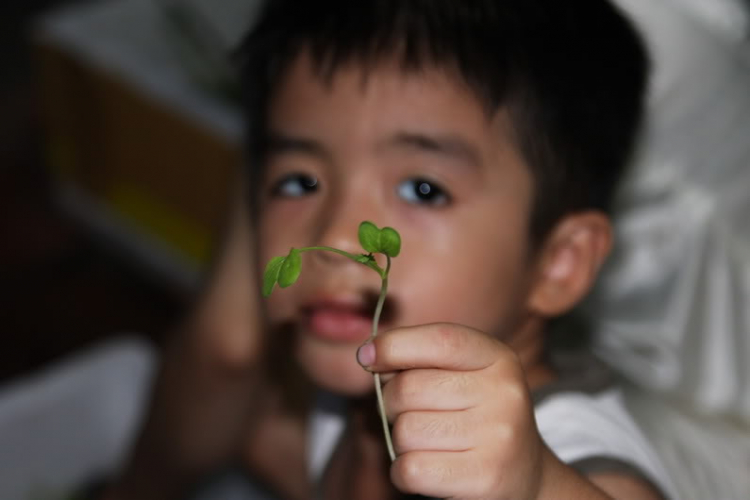 Tư vấn giùm em : trồng rau sạch Tư vấn giùm em : trồng rau sạch