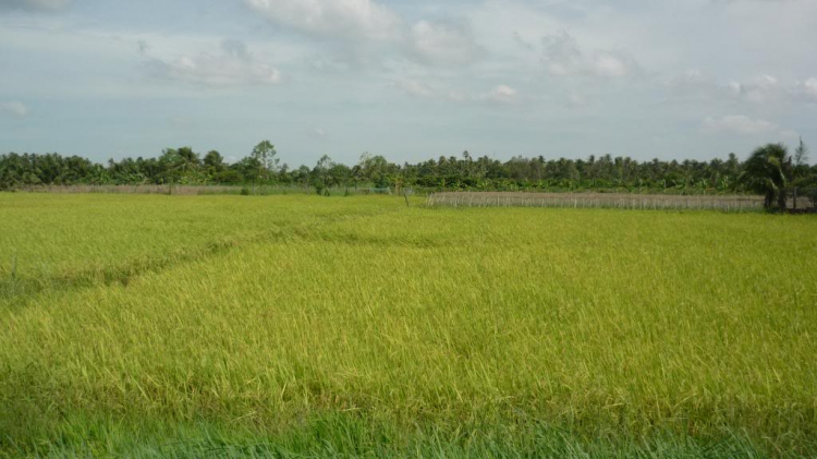 Một ngày lang thang ở Bến Tre.