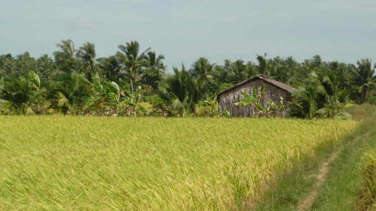 Một ngày lang thang ở Bến Tre.