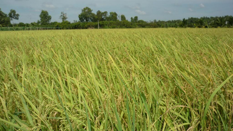 Một ngày lang thang ở Bến Tre.