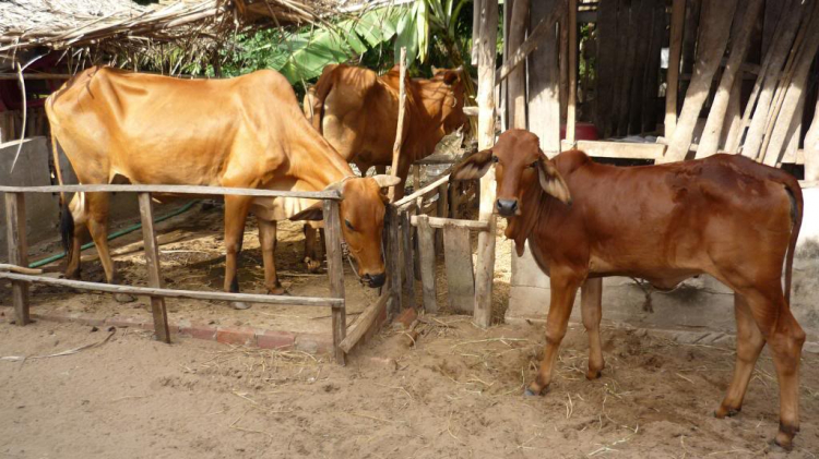 Một ngày lang thang ở Bến Tre.