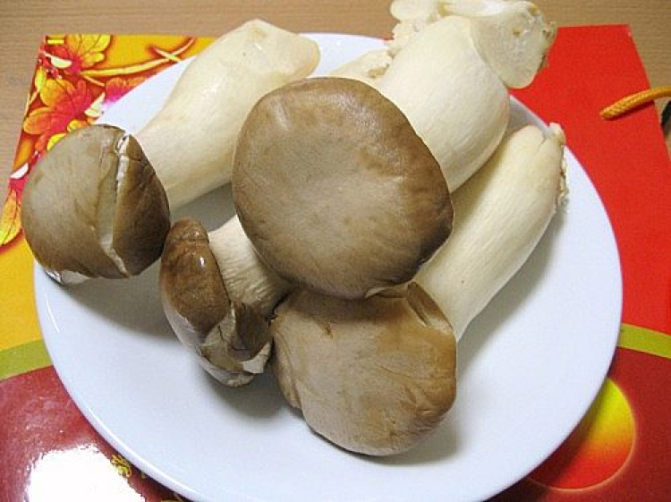 Trại nuôi trồng nấm, khởi đầu như thế nào? Trại nuôi trồng nấm, khởi đầu như thế nào?