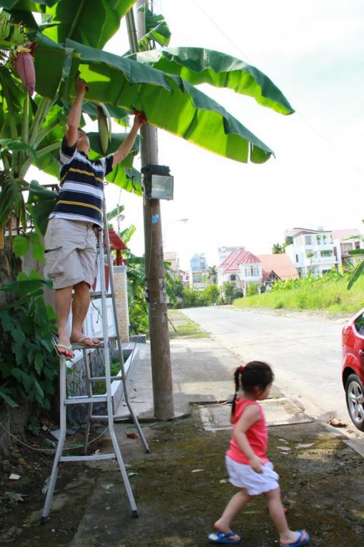 Trực tiếp-Gala Mừng Giáng sinh 2012 & kết nạp thành viên FFC mới