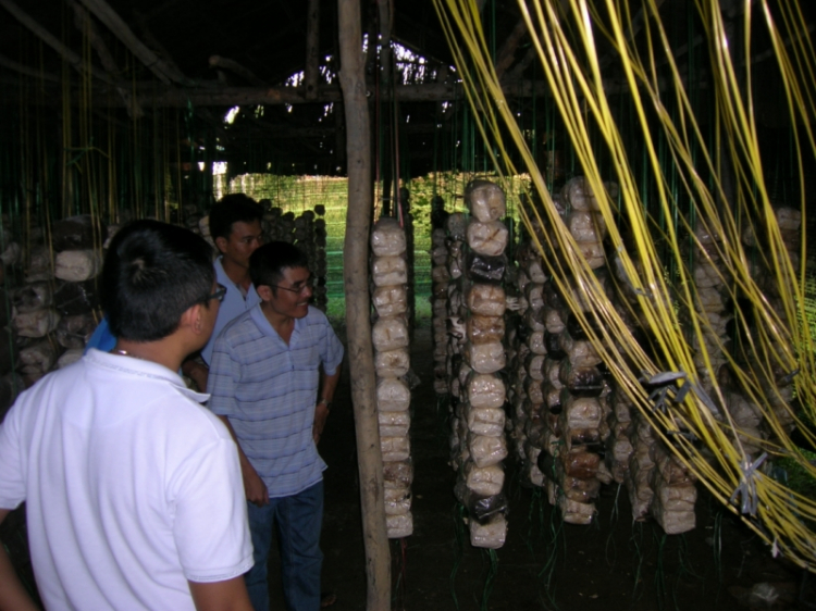 Trại nuôi trồng nấm, khởi đầu như thế nào? Trại nuôi trồng nấm, khởi đầu như thế nào?