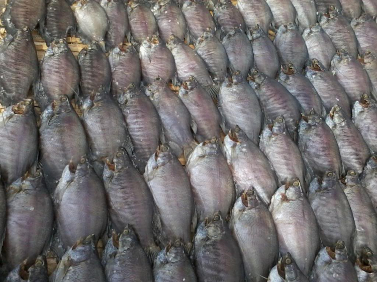 EM RỦ CÁC BÁC MUA CHUNG... EM RỦ CÁC BÁC MUA CHUNG...