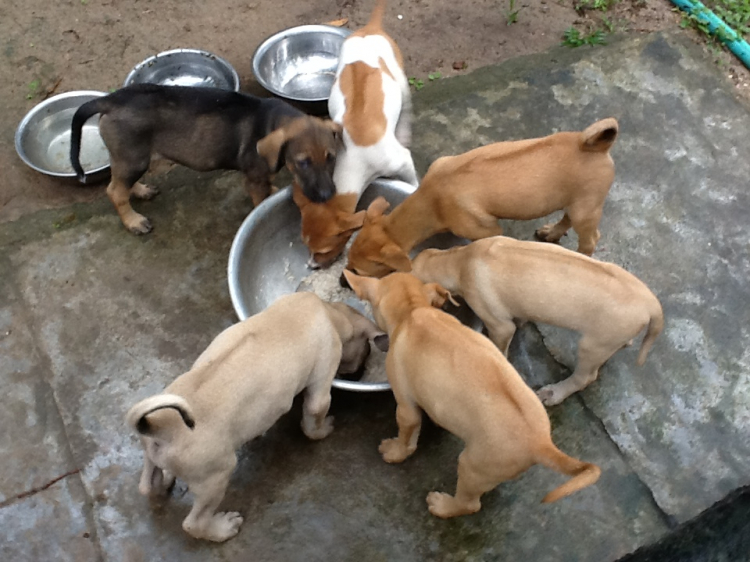 em nhờ các bác tí !!!! ( tìm mua chó canh kho )
