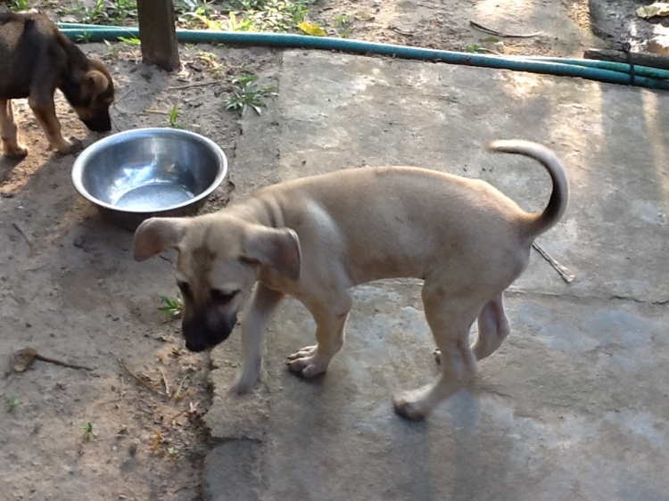 em nhờ các bác tí !!!! ( tìm mua chó canh kho )