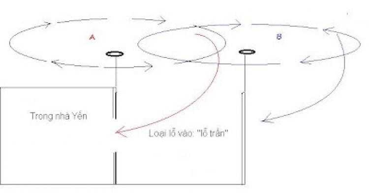 Nuôi Yến ở Việt Nam: Từ A đến Z!!!