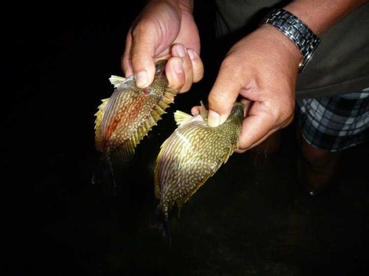 Du ngoạn trên biển bằng xuồng phao bơm hơi. Du ngoạn trên biển bằng xuồng phao bơm hơi.