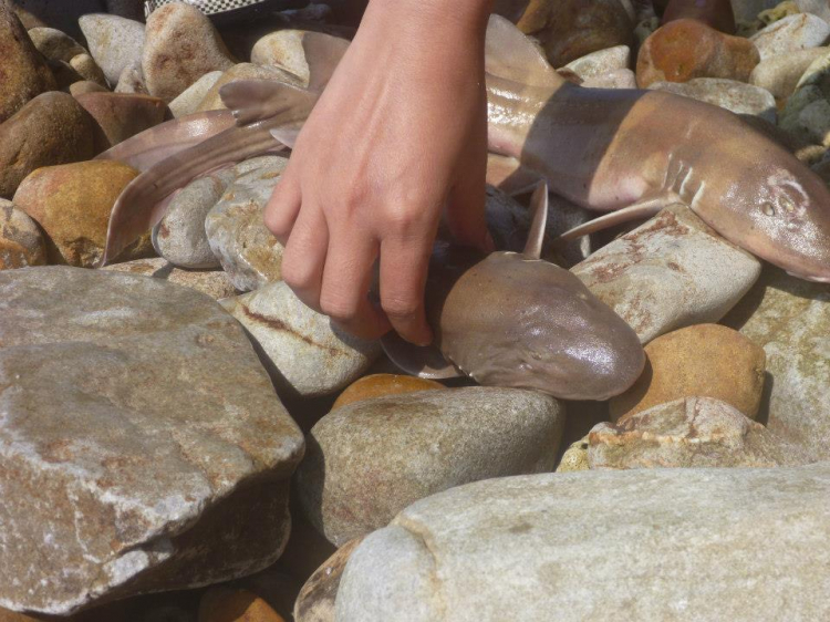 Du ngoạn trên biển bằng xuồng phao bơm hơi. Du ngoạn trên biển bằng xuồng phao bơm hơi.