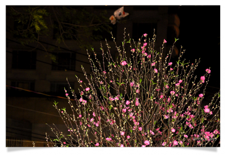 Hoa Tết 2013- Phone, PnS, DSLR - Xin mời Post vào đây Hoa Tết 2013- Phone, PnS, DSLR - Xin mời Post vào đây