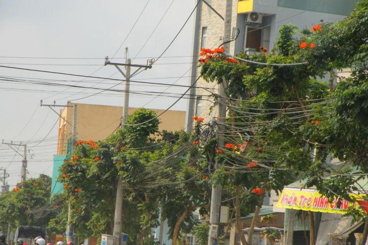 OS.XNL và những hình ảnh xuân Quý Tỵ 2013