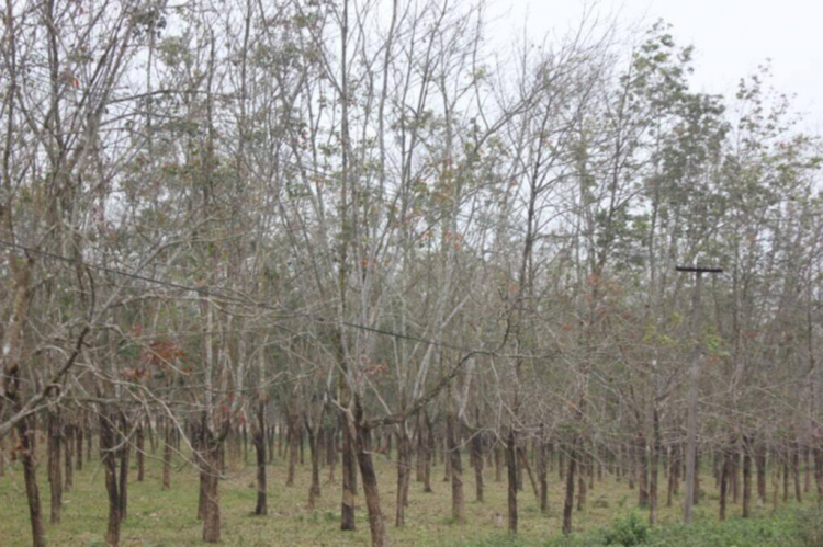 Xóm nhà lá du xuân 2013 miền Trung và Tây Nguyên.