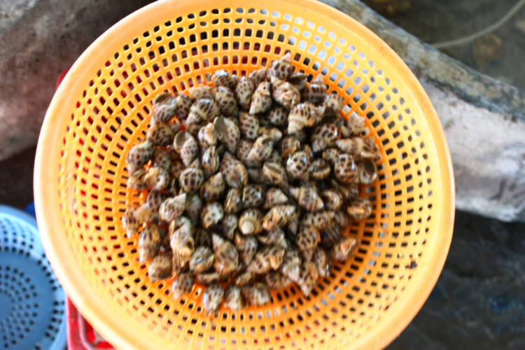Hình ảnh chuyến Du xuân miền Trung của MAFC năm Quý Tỵ. Hình ảnh chuyến Du xuân miền Trung của MAFC năm Quý Tỵ.