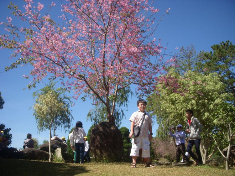 Đà lạt du xuân ký