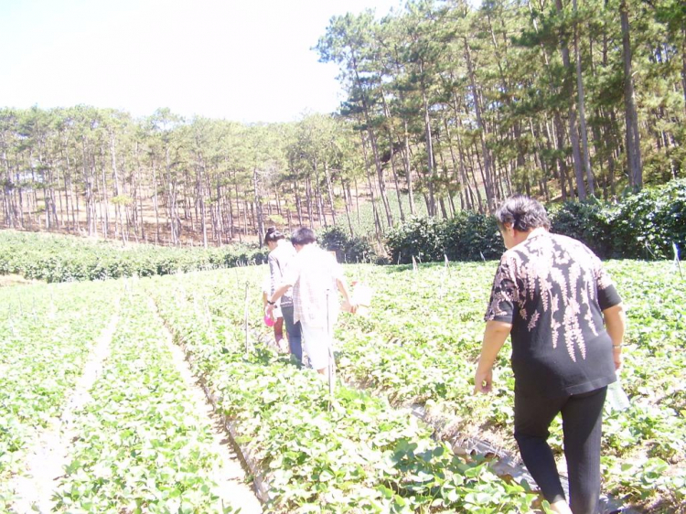 Đà lạt du xuân ký Đà lạt du xuân ký