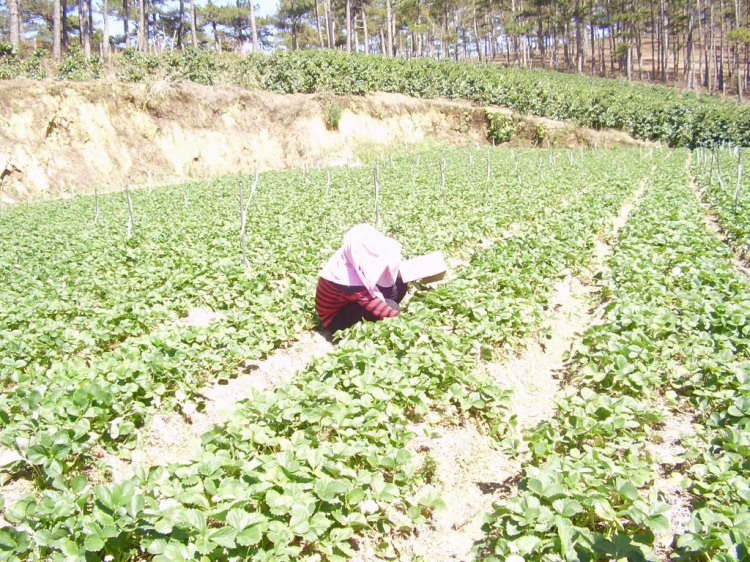 Đà lạt du xuân ký