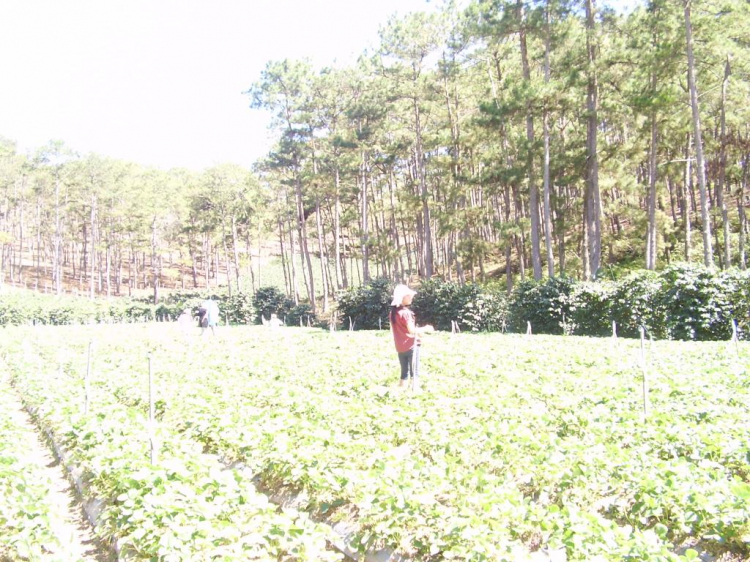Đà lạt du xuân ký Đà lạt du xuân ký