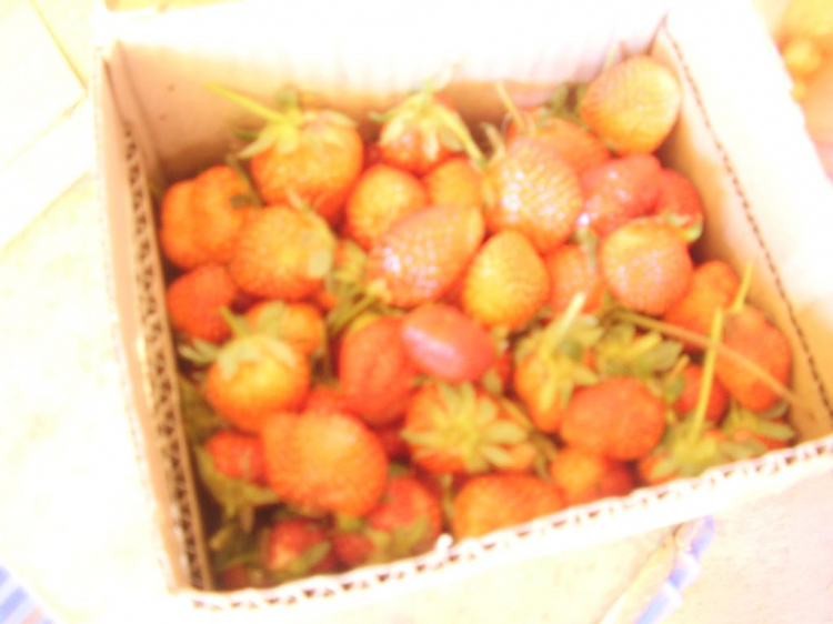 Đà lạt du xuân ký Đà lạt du xuân ký