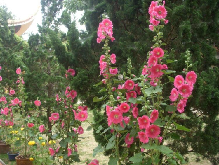 Đà lạt du xuân ký Đà lạt du xuân ký