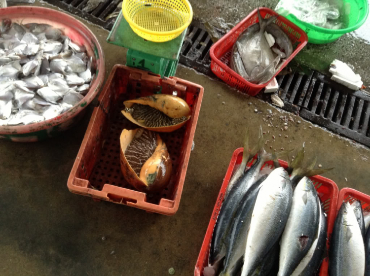 15/3 thứ Sáu 6h30 ốc Nghệ Thuật 5 - Hình ảnh report post#1 và sau trang 10 ạ. 15/3 thứ Sáu 6h30 ốc Nghệ Thuật 5 - Hình ảnh report post#1 và sau trang 10 ạ.