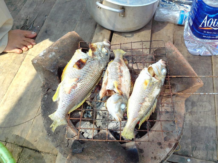 [Nha Trang] Mùa cá cắn câu " Câu cá biển " - Thay chương trình Hang Cọp