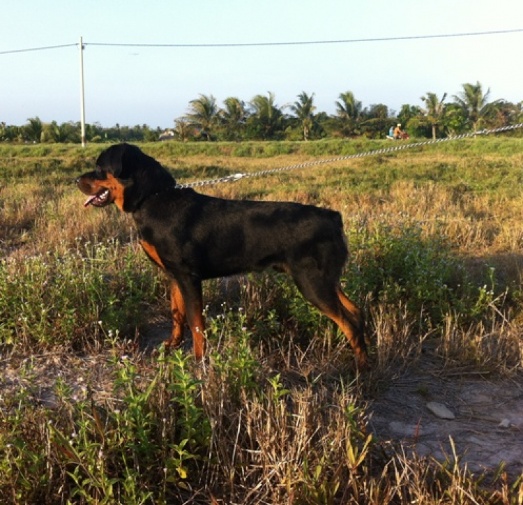 Nuôi dạy chó