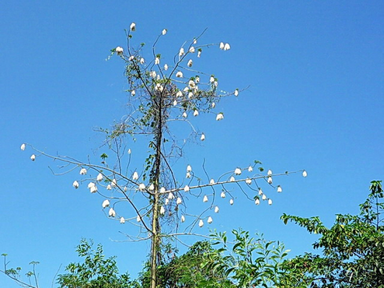 Asia kể chuyện...