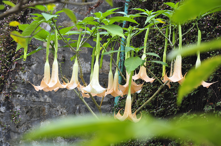 Hoa thơm cỏ lạ