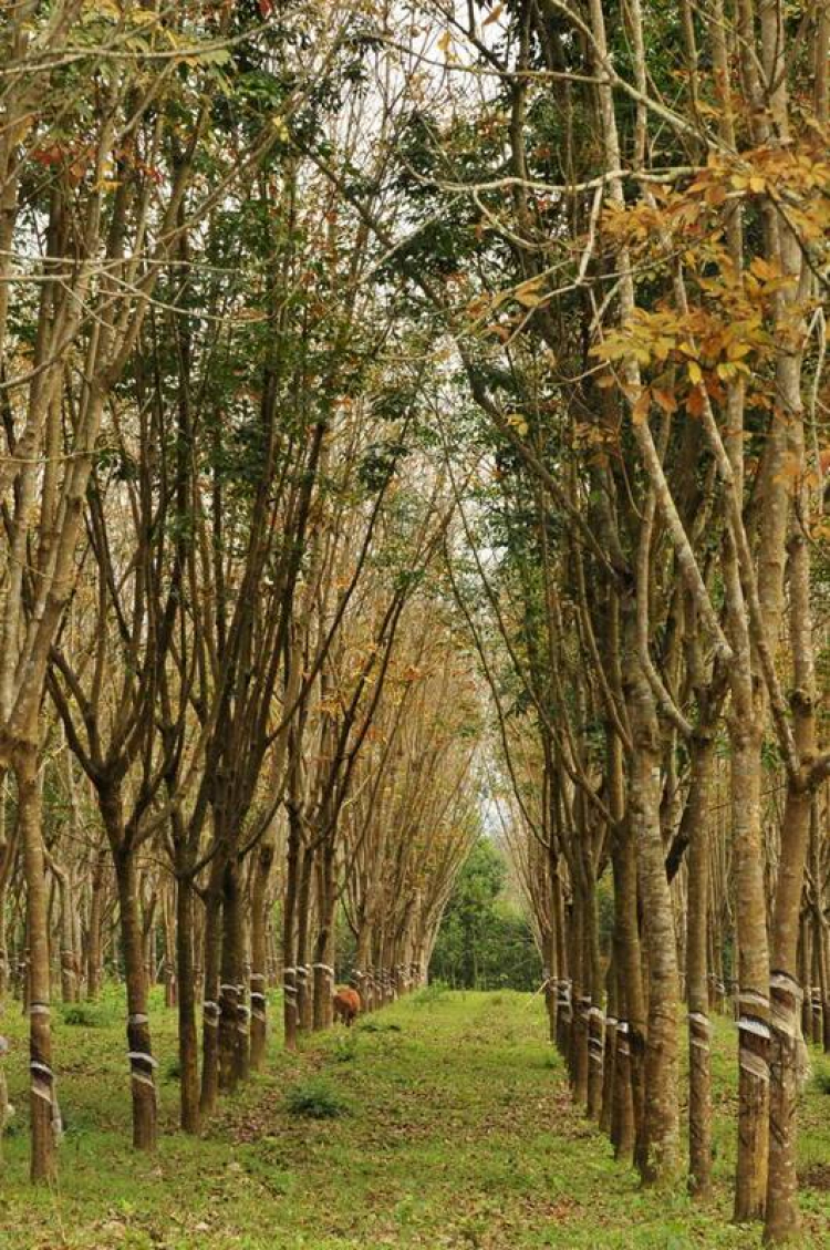 Xuyên Việt Tết 2013