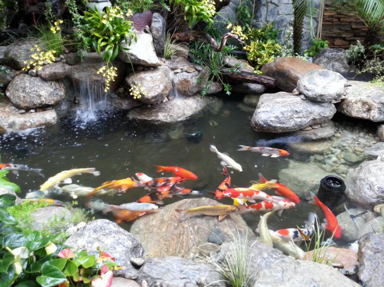 Chơi hồ cá kiểu Nhật Chơi hồ cá kiểu Nhật