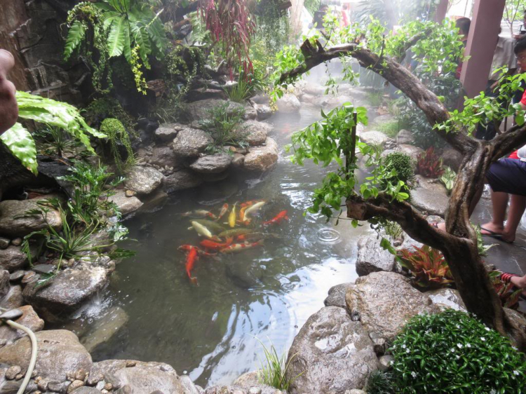 Chơi hồ cá kiểu Nhật Chơi hồ cá kiểu Nhật