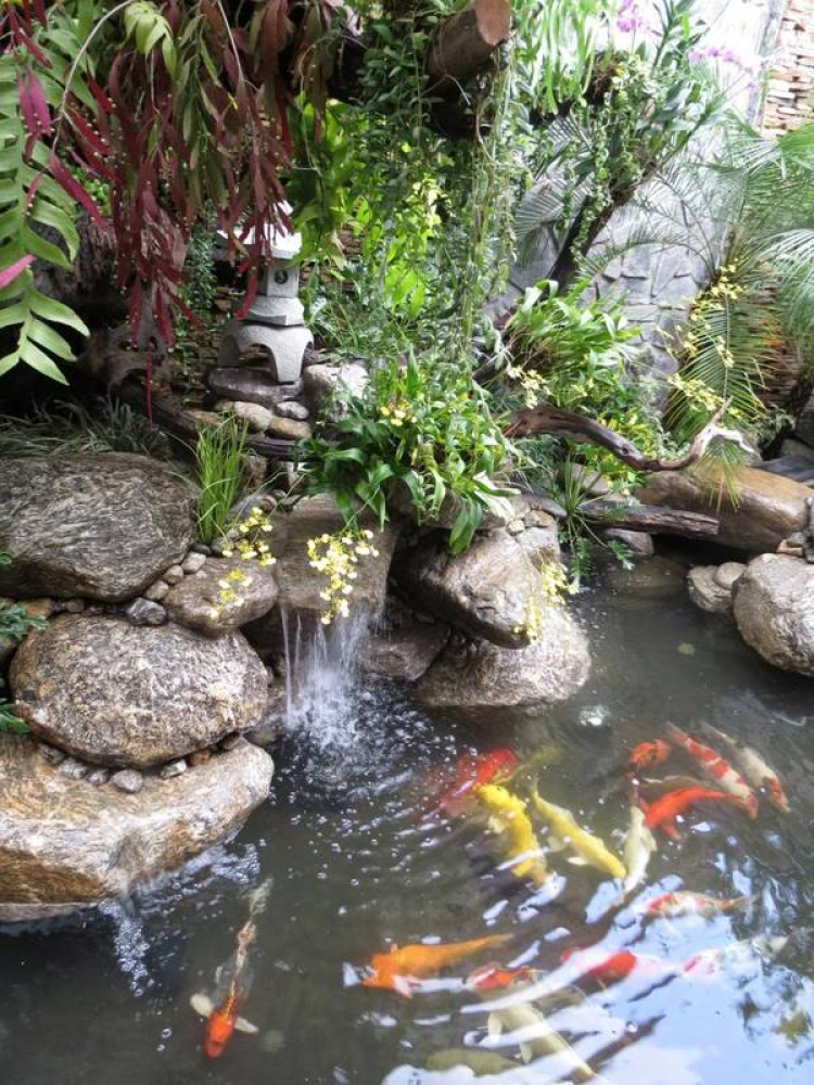Chơi hồ cá kiểu Nhật Chơi hồ cá kiểu Nhật