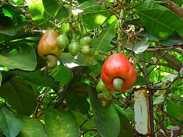 Asia kể chuyện...