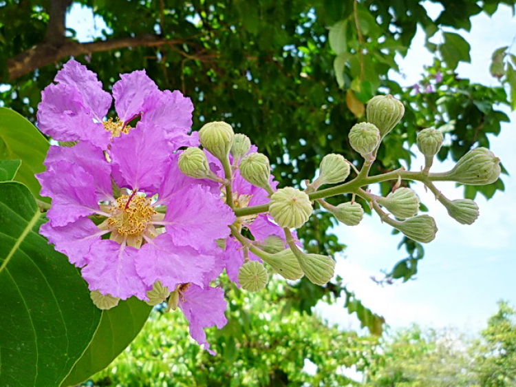 Asia kể chuyện...