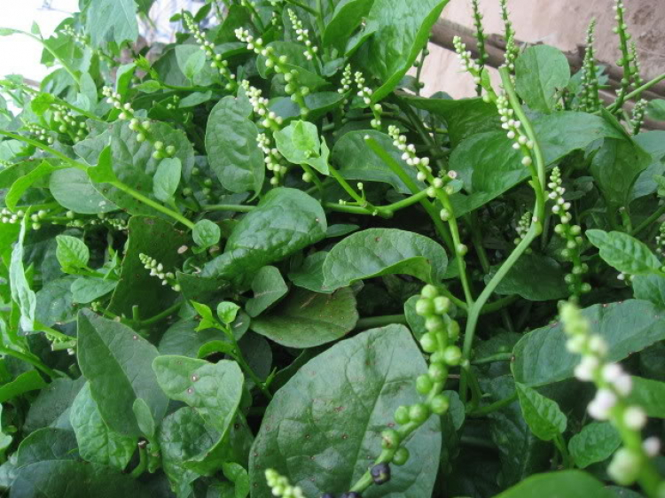 Miệt vườn Miệt vườn