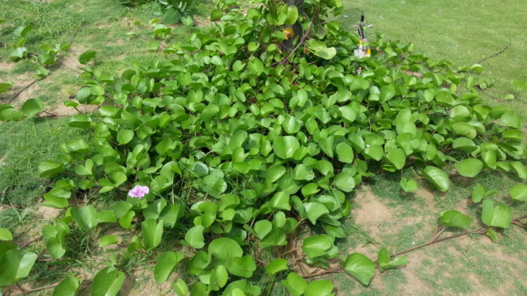Gỉai nhiệt mùa Hè