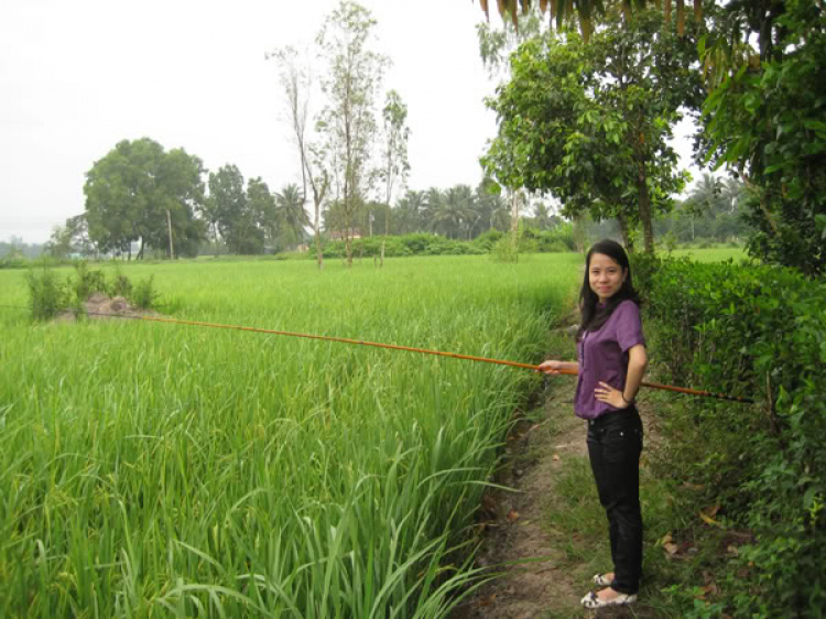 Miệt vườn Miệt vườn