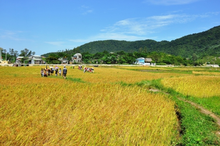 Matiz: chân ngắn trên đường dài! Festival Đà Lạt 2013.(p204)